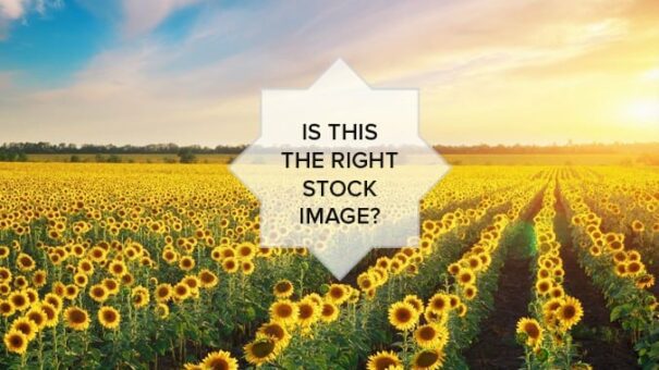 Vast field of sunflowers with the words tips for finding stock images