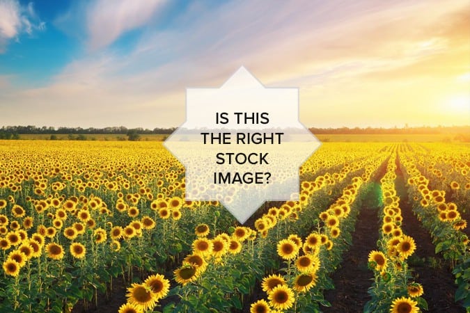 Vast field of sunflowers with the words tips for finding stock images