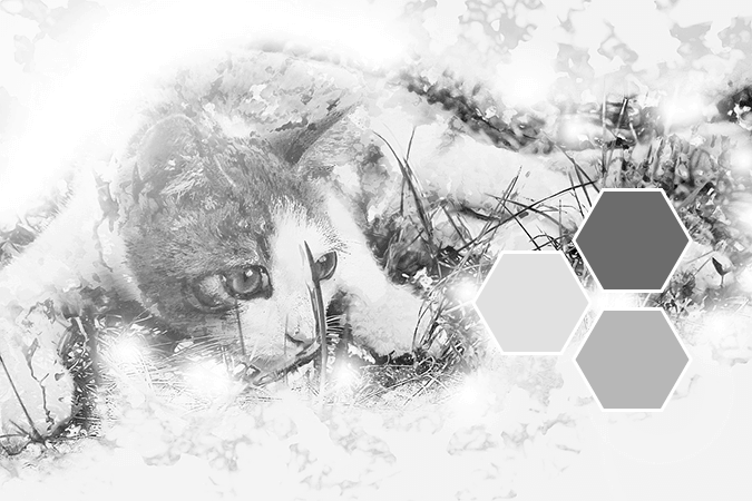 grey monochromatic color palette