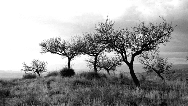 Trees-black-white-stock