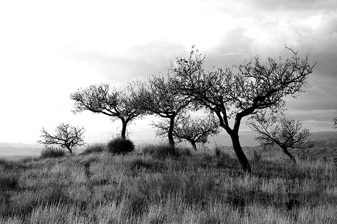 Trees-black-white-stock