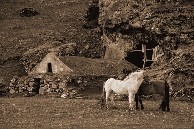 horses-sepia-stock-vintage