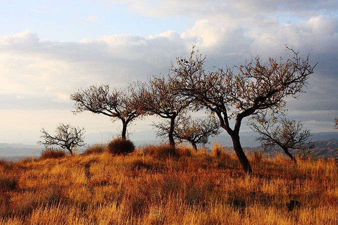 trees-color-stock-image