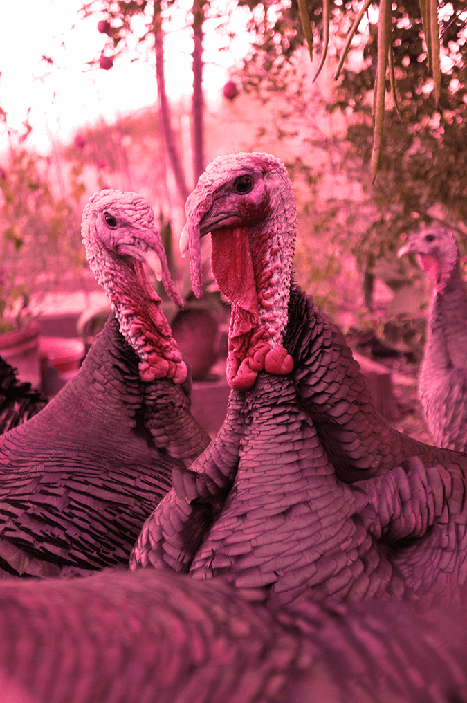 turkeys-red-filter-stck-image