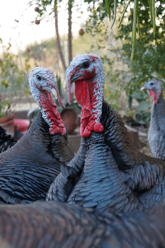 turkeys-stock-image