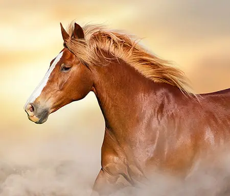 Red horse with long mane portrait against sunset sky