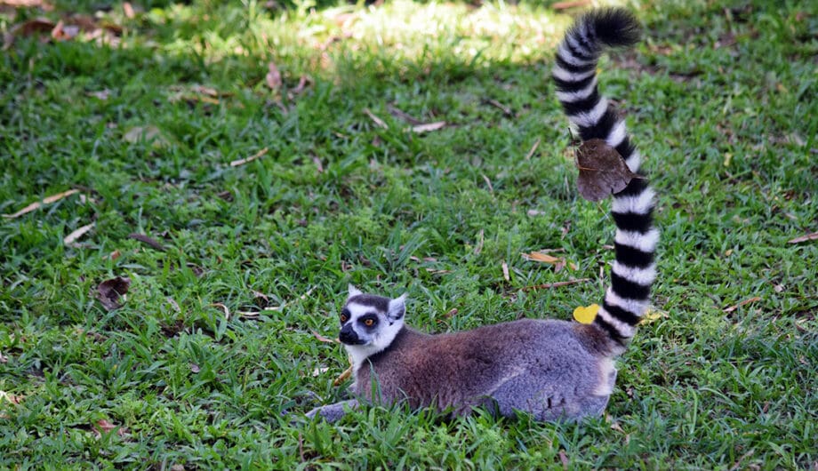 longtail lemur photo