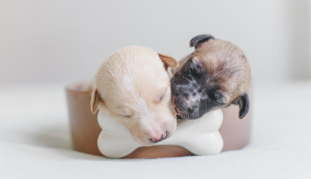 puppies puppies