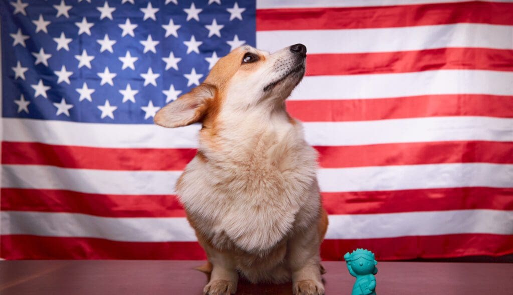 Corgi dog in front of the American flag. Election Day. The 2022 midterm elections in the United States of America. Political election concept. Political Website Needs