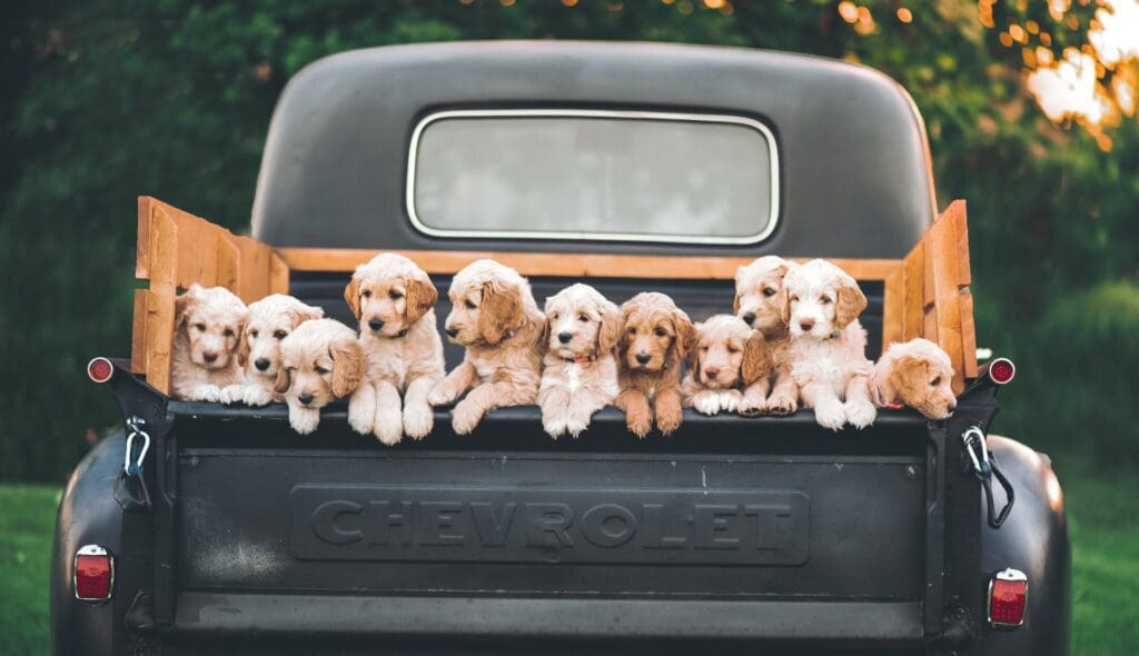 dog breeder website Picture of puppies for a dog breeder website
