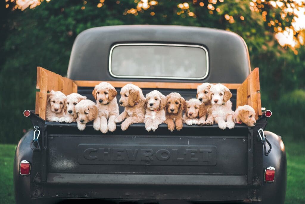 Picture of puppies for a dog breeder website