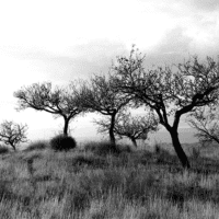 Trees-black-white-stock