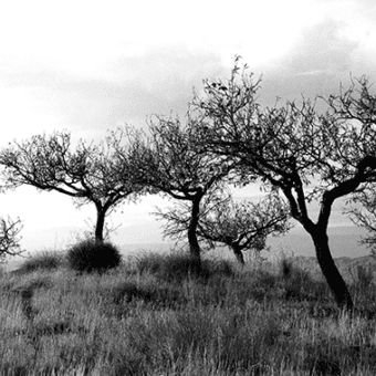 Trees-black-white-stock Trees-black-white-stock
