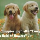 Puppies depicting how to use alt text
