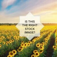 Vast field of sunflowers with the words tips for finding stock images