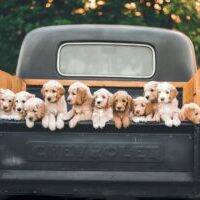 Picture of puppies for a dog breeder website