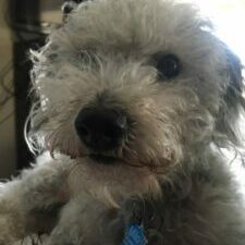 This is my dog Milo, who we often refer to as FOMO the dog, because he gets excited about things before he knows what's happening.