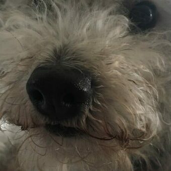 fomo This is my dog Milo, who we often refer to as FOMO the dog, because he gets excited about things before he knows what's happening.