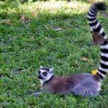 longtail lemur photo