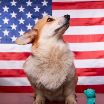 Corgi dog in front of the American flag. Election Day. The 2022 midterm elections in the United States of America. Political election concept. Political Website Needs