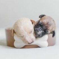 puppies