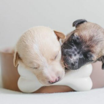 puppies puppies