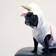 unicorn